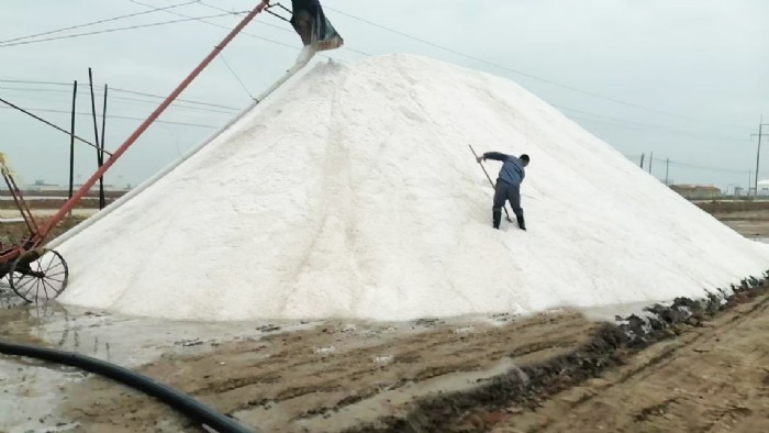 長蘆公司秋扒工作順利開啟